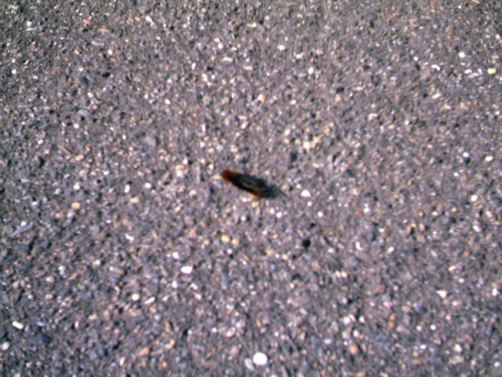 IMAG0061